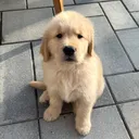 @rigatoni_thegolden