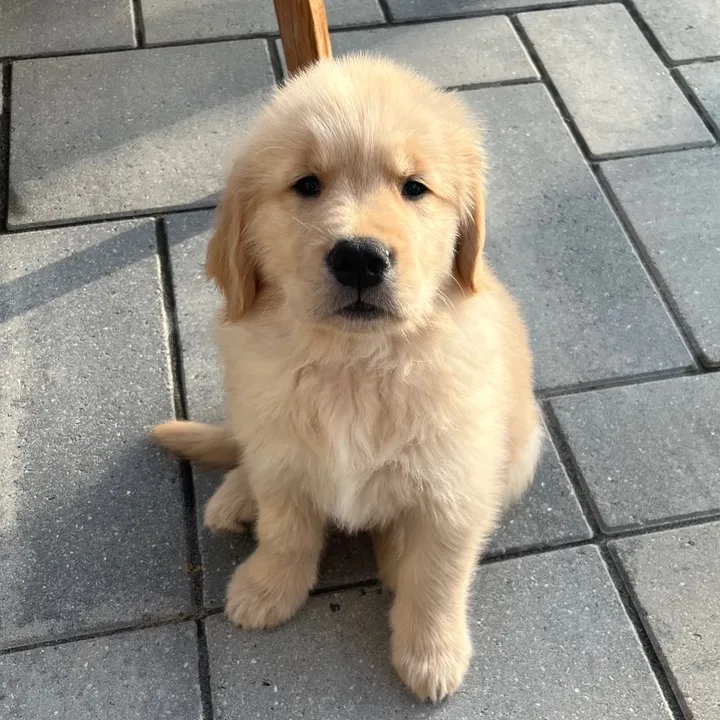 rigatoni_thegolden