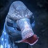 exoplanetwildlife