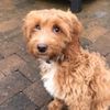 buddy_budster_1
