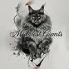 midwestgiantsmainecoon