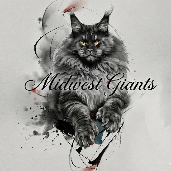 @midwestgiantsmainecoon
