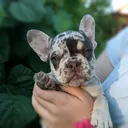 @cupofpuppy