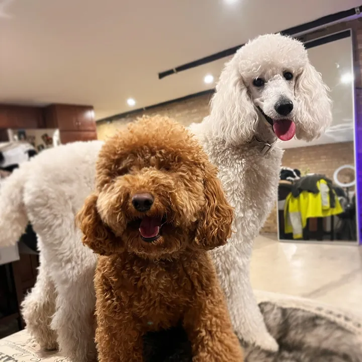 kobi.lily.love