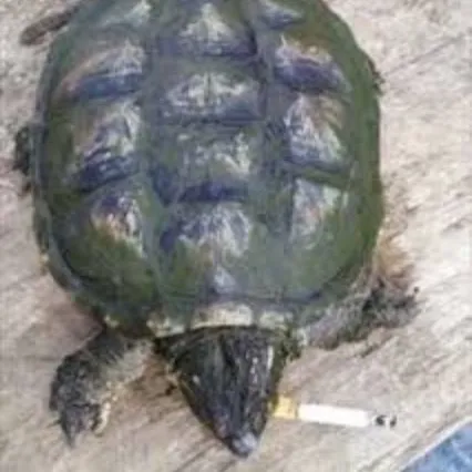 knockyagranyanklloss