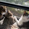 thethree_fatties