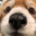 @luffyphobic