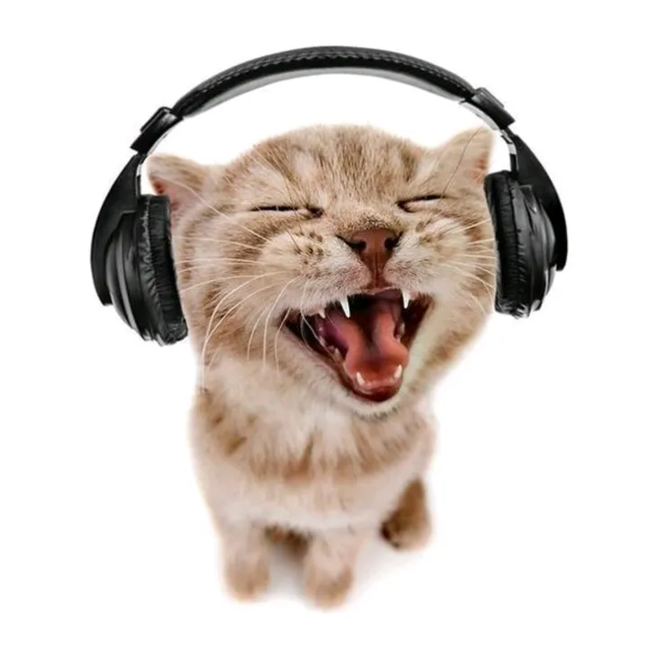 mistercatosik