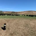 @cowboylifetok