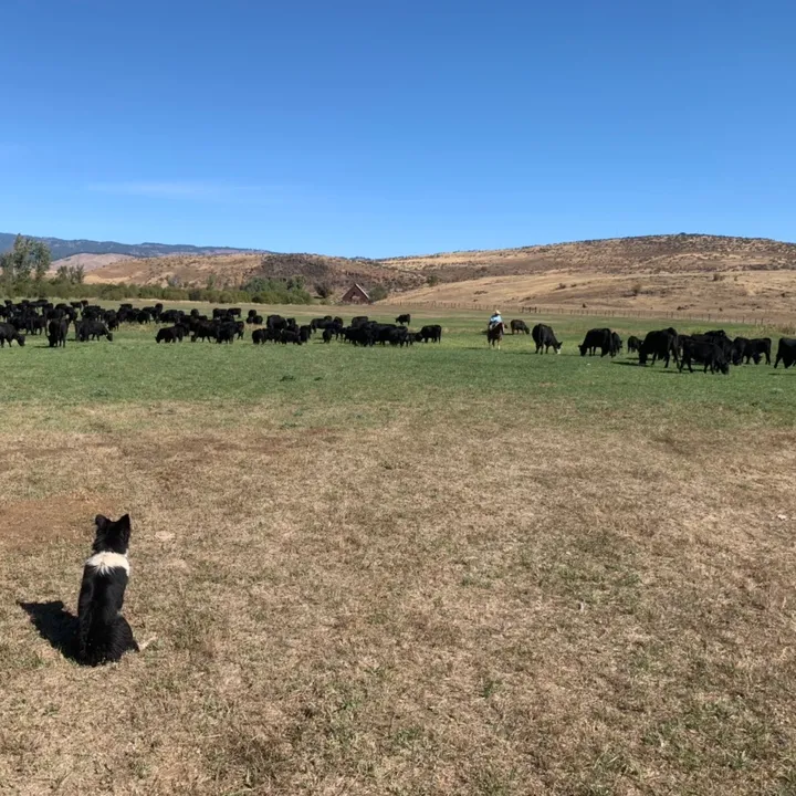@cowboylifetok