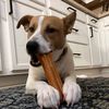 hxshelterdogs