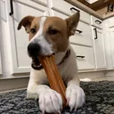 @hxshelterdogs