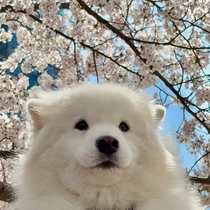 tosajxadq