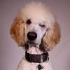 assistancepoodle_barley