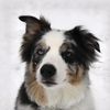 joyfulpets_ashleigh