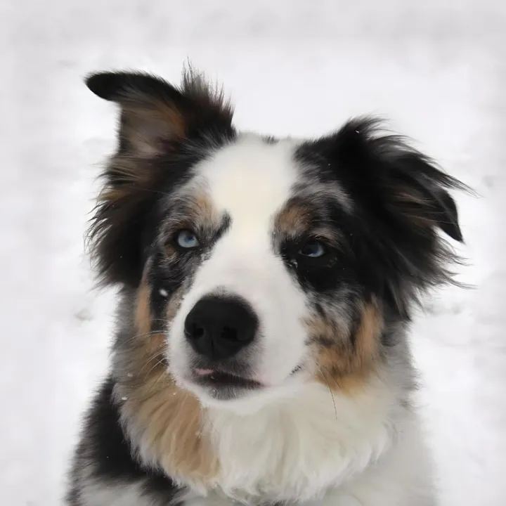 joyfulpets_ashleigh