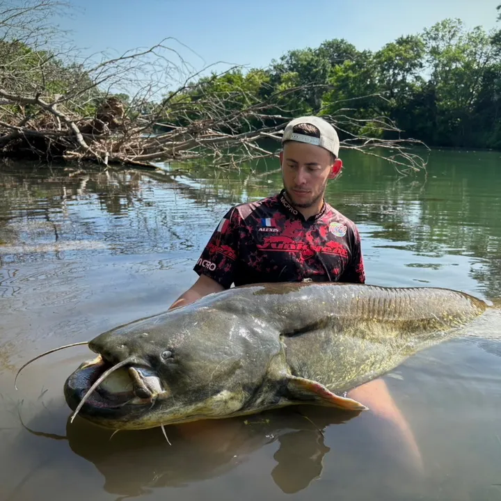 accatfish