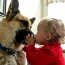 @520angeldog