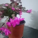 @lourdes.chiluisa5