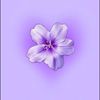 petite.crevette15