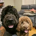 @bakerthenewfiedoodle
