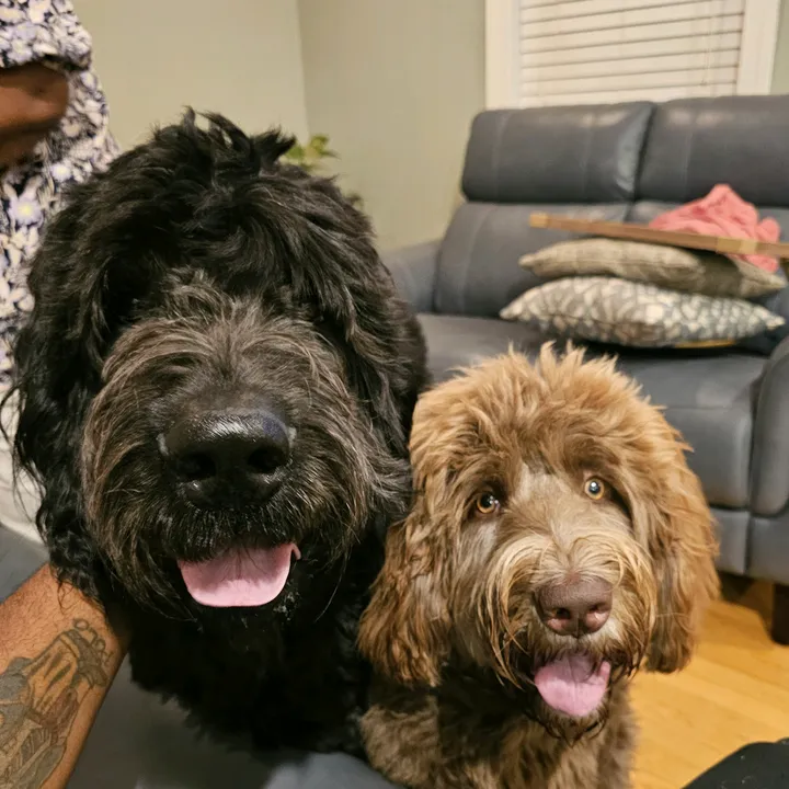@bakerthenewfiedoodle