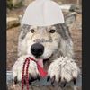 sheikhwolfy