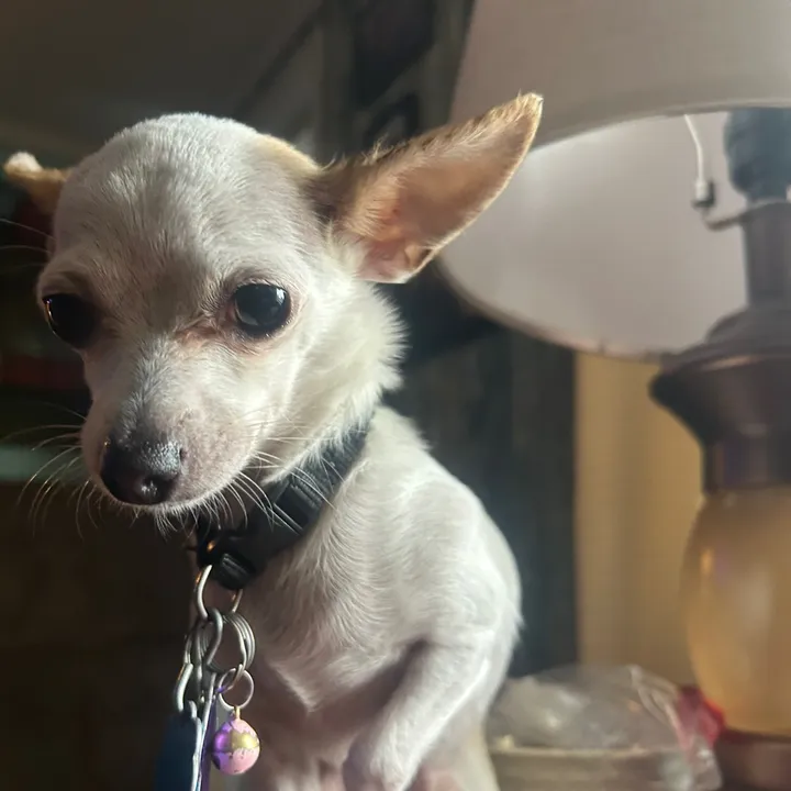 @izzy.the.chihuahu