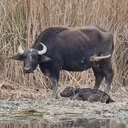 @iraqiwildlife
