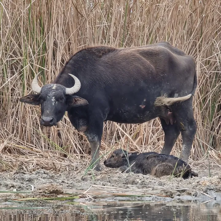 iraqiwildlife