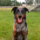 @valkyrie.the.beauceron