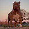 backcreekbullies