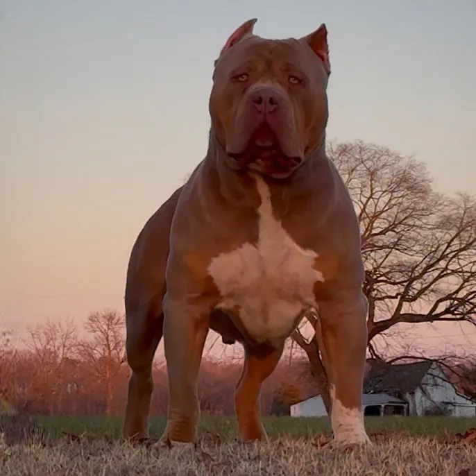 backcreekbullies