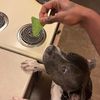 yaboychop086