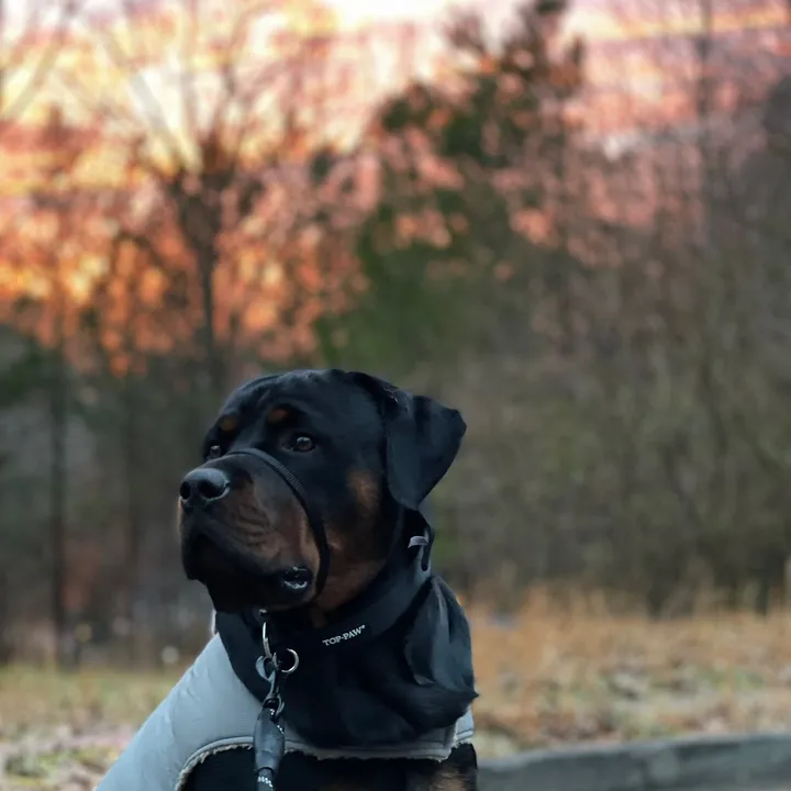 @bearisthebestrottweiler