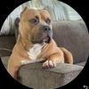 lokie_the_american_bully