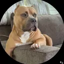 @lokie_the_american_bully