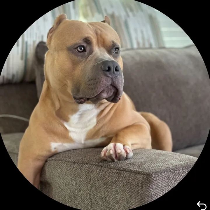 @lokie_the_american_bully