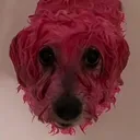 @ppweeweelarge