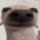 @steelnutz47