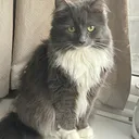 @olive_the_cat6