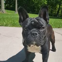 @savedogsouls