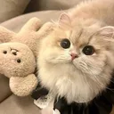 @treasure.video113