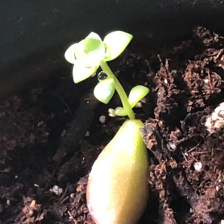 plantbestie