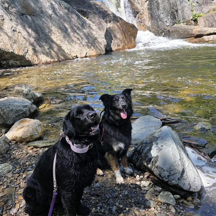 service_aussie_mix
