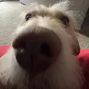 @rogers_inc