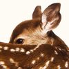 aepfawn