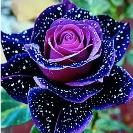 @rossana..002