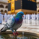 @islamicvideo61014