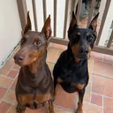 @dobies.and.desserts
